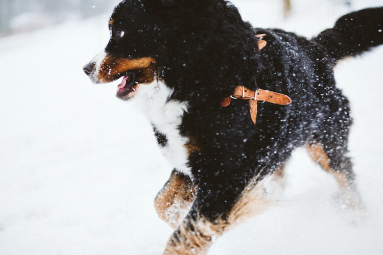 Kraków sesja narzeczeńska
