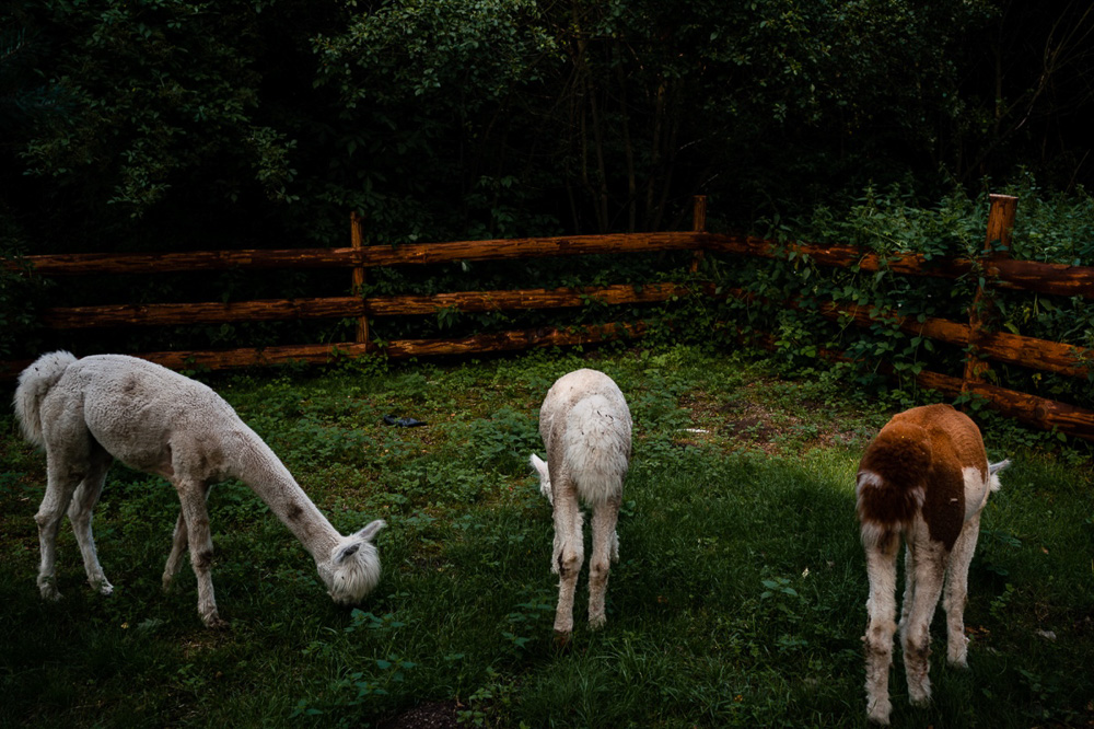 fotograf ślubny małopolska